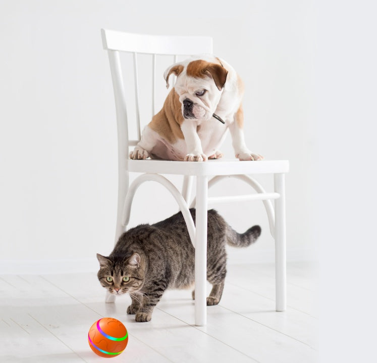 Dog on a white chair and cat on the floor with a colorful ball in front